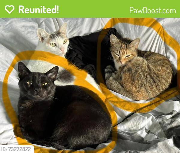 Reunited Unknown Cat last seen Near Clancey Ave, Downey CA 90241, Downey, CA 90241