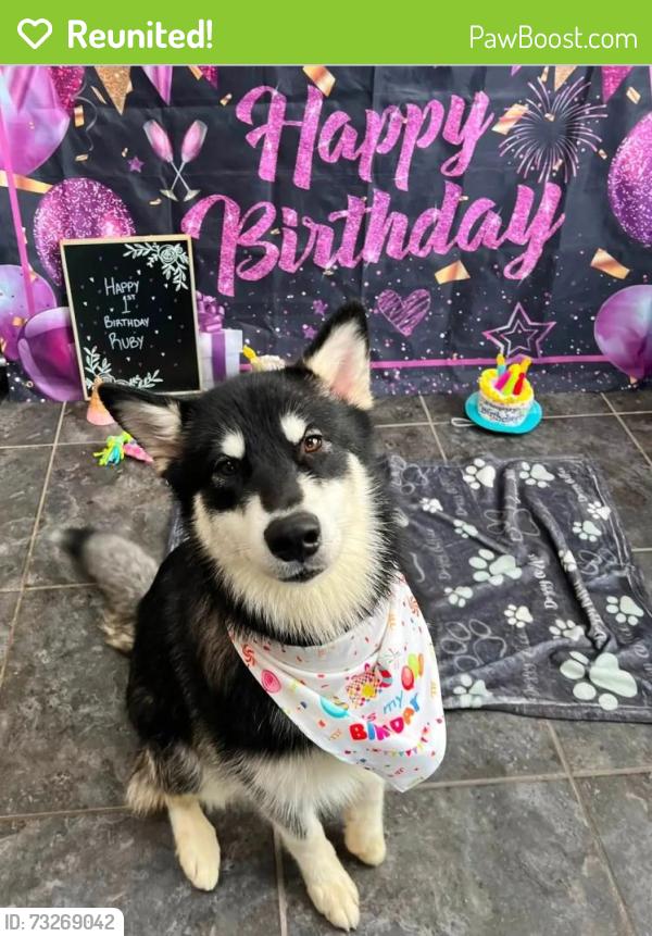 Reunited Female Dog last seen 81st St and w villard, Milwaukee, WI 53218