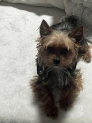 Reunited Male Dog last seen west main street, branford, connecticut, Branford, CT 06405