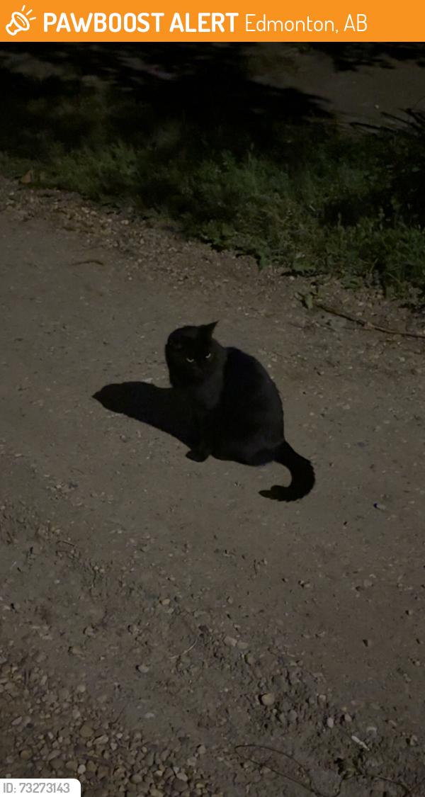Found/Stray Unknown Cat last seen westmount centre, Edmonton, AB 