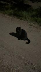 Found/Stray Unknown Cat last seen westmount centre, Edmonton, AB 