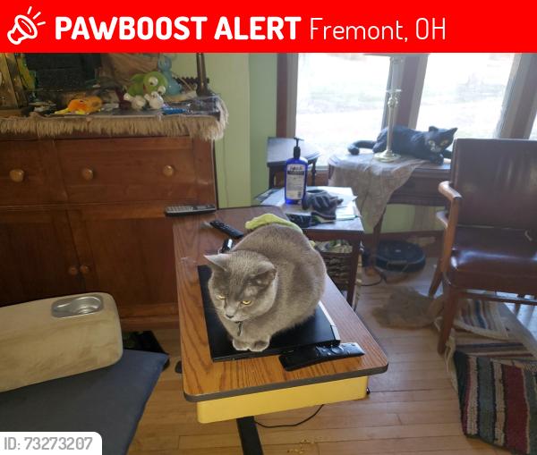 Lost Female Cat last seen Hayes memorial, Fremont, OH 43420