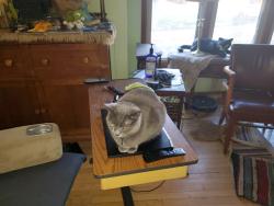 Lost Female Cat last seen Hayes memorial, Fremont, OH 43420