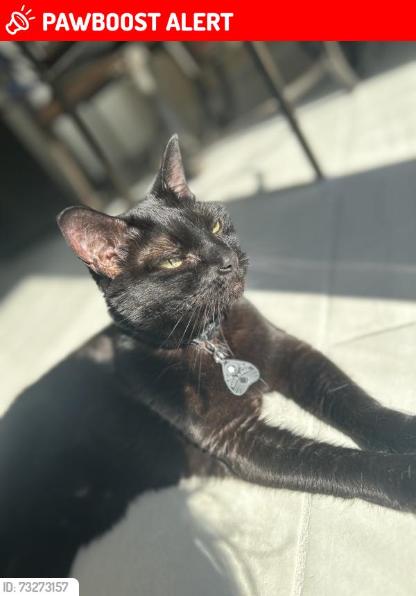 Lost Female Cat last seen Route 29 between Fire Lane 2 and Beaver Street Rd, Saratoga Springs, New York, 12866, Saratoga Springs, NY 12866