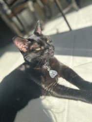 Lost Female Cat last seen Route 29 between Fire Lane 2 and Beaver Street Rd, Saratoga Springs, New York, 12866, Saratoga Springs, NY 12866