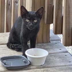Found/Stray Male Cat last seen St. Rt. 163, Genoa, OH 43430