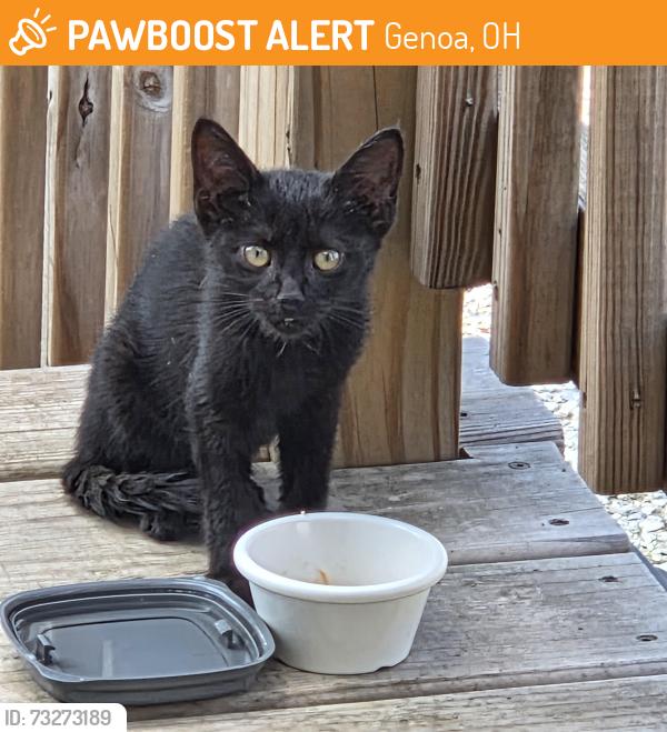 Found/Stray Male Cat last seen St. Rt. 163, Genoa, OH 43430