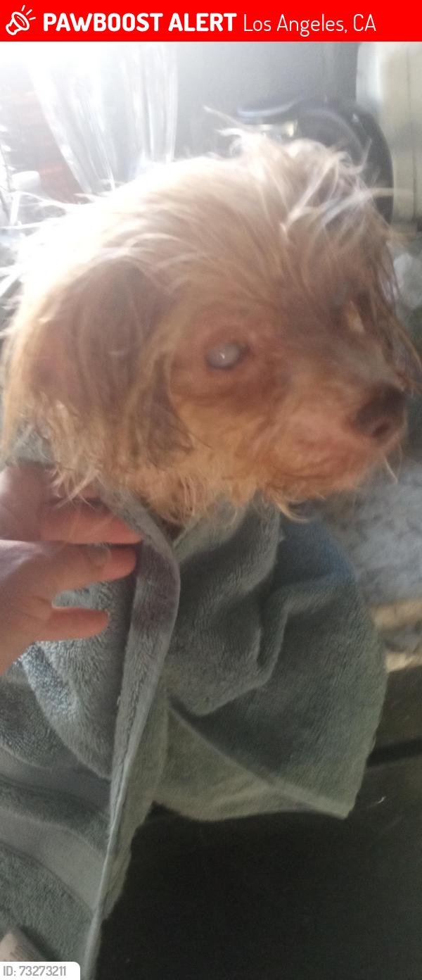 Lost Female Dog last seen Blen and Watson St., Los Angeles, CA 90744
