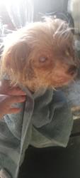 Lost Female Dog last seen Blen and Watson St., Los Angeles, CA 90744