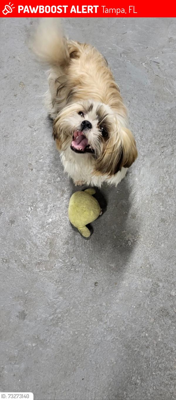 Lost Female Dog last seen Near may cir tampa florida 33614, Tampa, FL 33614