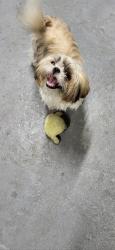 Lost Female Dog last seen Near may cir tampa florida 33614, Tampa, FL 33614