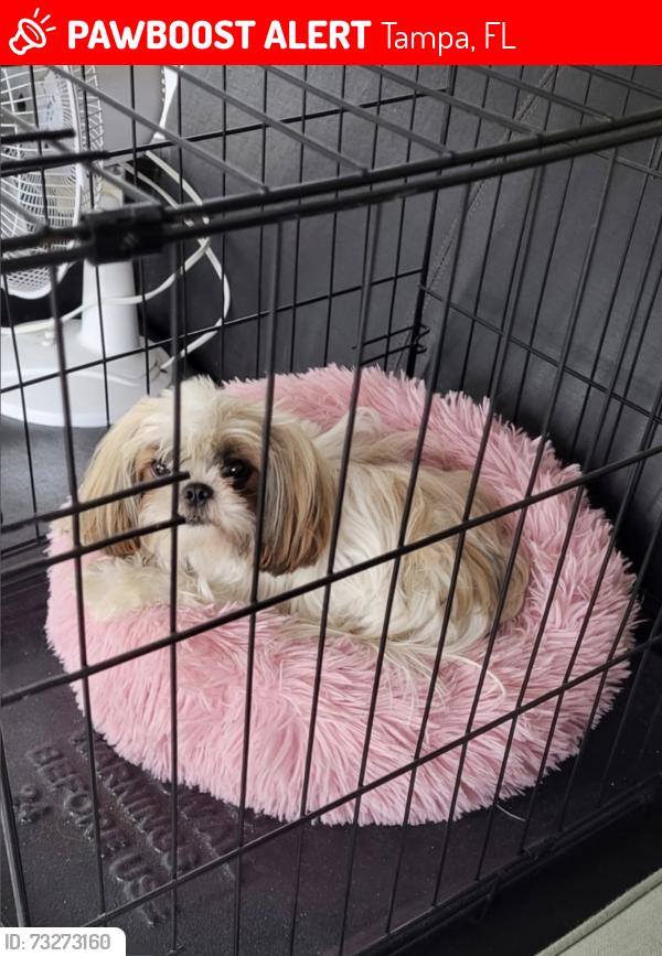 Lost Female Dog last seen Near may cir Tampa, Tampa, FL 33614