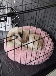 Lost Female Dog last seen Near may cir Tampa, Tampa, FL 33614