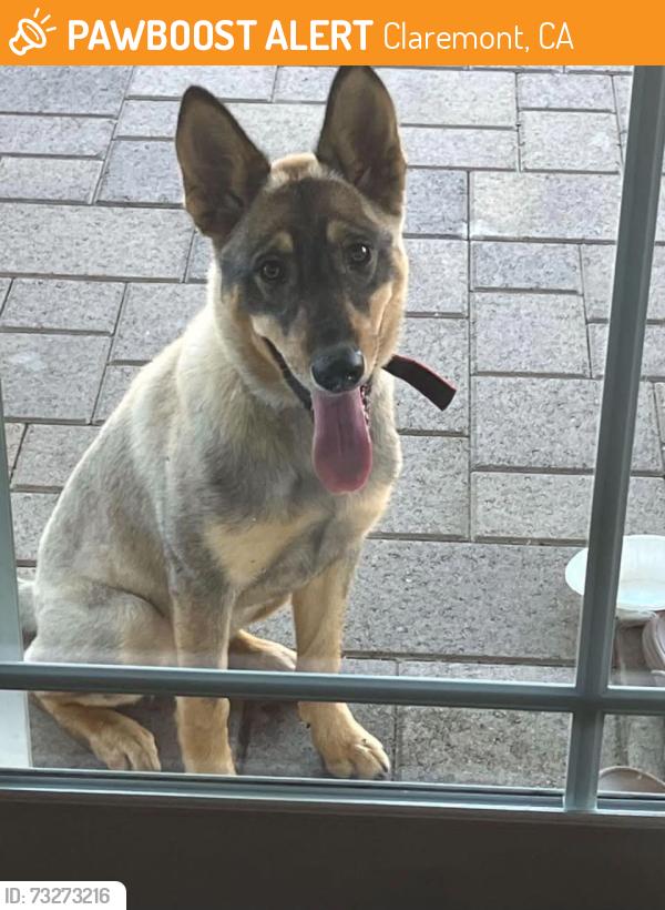 Found/Stray Female Dog last seen Arrow & Mountain CLAREMONT CA, Claremont, CA 91711