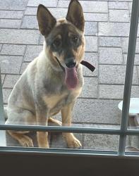 Found/Stray Female Dog last seen Arrow & Mountain CLAREMONT CA, Claremont, CA 91711