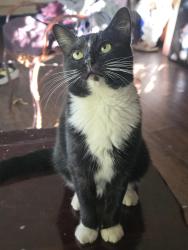 Lost Female Cat last seen Golfview Terrace and Fieldstone View Lane, Conyers, GA 30013