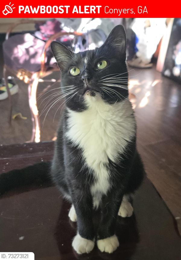 Lost Female Cat last seen Golfview Terrace and Fieldstone View Lane, Conyers, GA 30013
