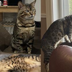 Reunited Male Cat last seen Av. des gouverneurs, Laval, Laval, QC 