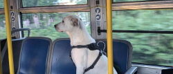Lost Female Dog last seen Near stark, Portland, OR 97266