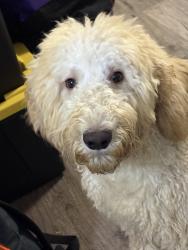 Lost Male Dog last seen clbh circle, DeKalb County, GA 30032