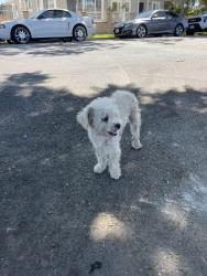 Found/Stray Female Dog last seen Pomona st, Santa Ana, CA 92707