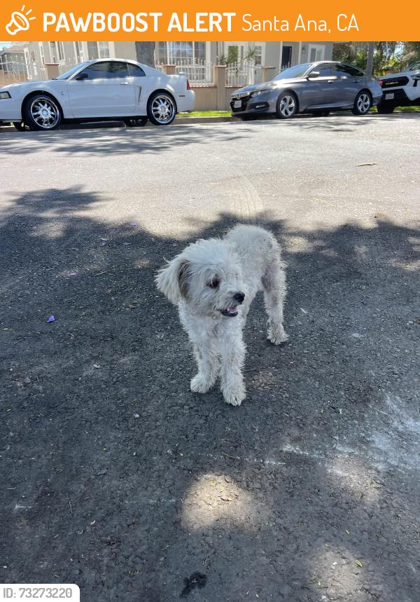 Found/Stray Female Dog last seen Pomona st, Santa Ana, CA 92707