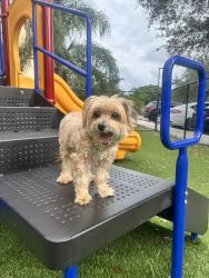 Lost Male Dog last seen Near SW Bamberg St, Port St. Lucie, FL 34953