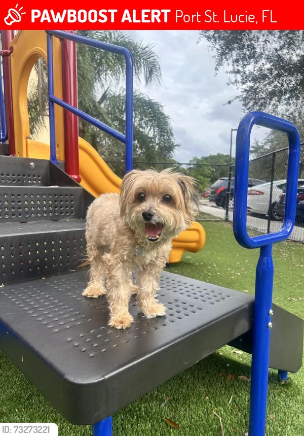 Lost Male Dog last seen Near SW Bamberg St, Port St. Lucie, FL 34953