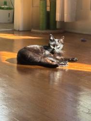 Reunited Male Cat last seen Near N Bonnie Brae St, Los Angeles, CA 90026, USA, Los Angeles, CA 90026