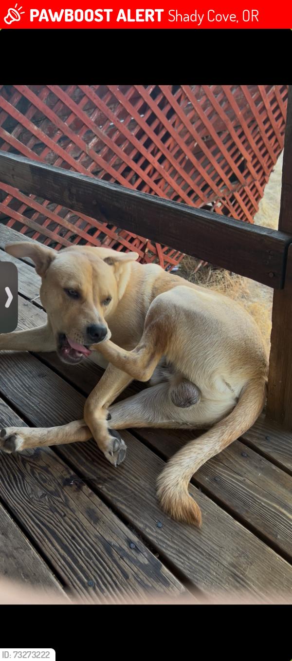 Lost Male Dog last seen Rogue River Drive, Shady Cove, Shady Cove, OR 97539