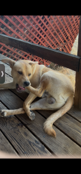 Lost Male Dog last seen Rogue River Drive, Shady Cove, Shady Cove, OR 97539
