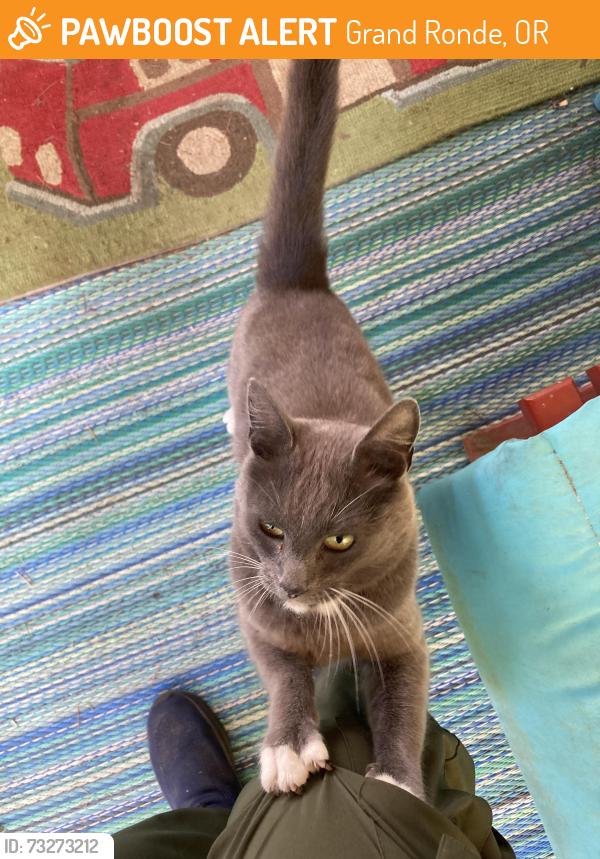 Found/Stray Unknown Cat last seen A R Ford and Ash, Grand Ronde, OR 97347