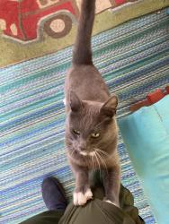 Found/Stray Unknown Cat last seen A R Ford and Ash, Grand Ronde, OR 97347