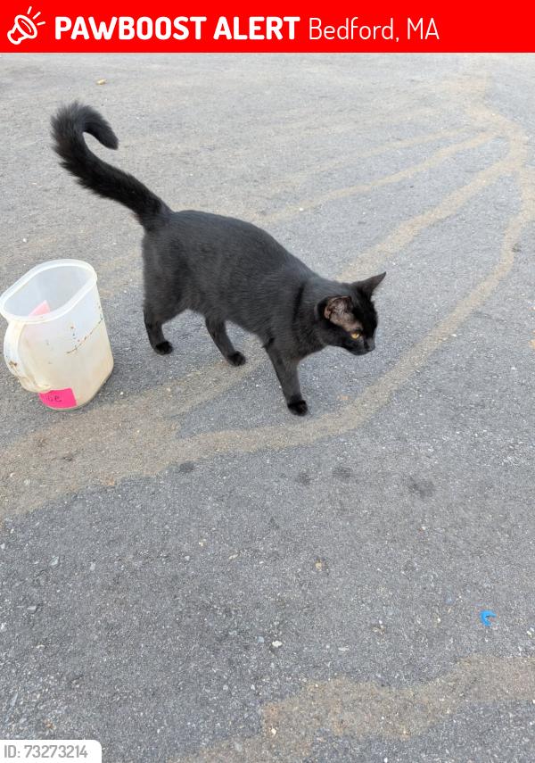 Lost Male Cat last seen Dudley Rd & Pickman Drive Bedford MA, Bedford, MA 01730