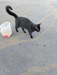 Lost Male Cat last seen Dudley Rd & Pickman Drive Bedford MA, Bedford, MA 01730