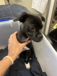 Reunited Male Dog last seen rose child development center, Milpitas, CA 95035