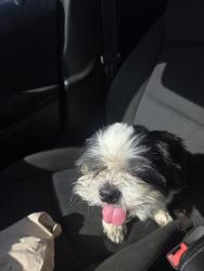Found/Stray Male Dog last seen Cecile street and George street, Kissimmee, FL 34741