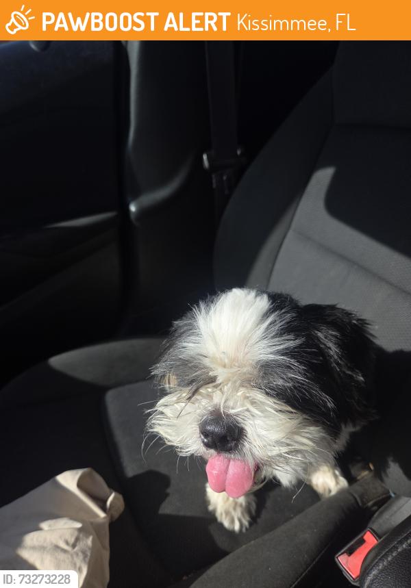 Found/Stray Male Dog last seen Cecile street and George street, Kissimmee, FL 34741
