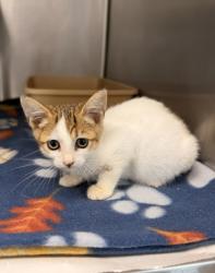 Shelter Stray Female Cat last seen Near NC 118, Vanceboro,, 1639 Old Airport Rd, New Bern, NC 28562, USA