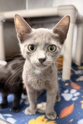 Shelter Stray Female Cat last seen Near Perch Place, New Bern City Limits,, 1639 Old Airport Rd, New Bern, NC 28562, USA