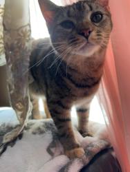 Lost Female Cat last seen Elizabethton Tennessee, Johnson City, TN 37601