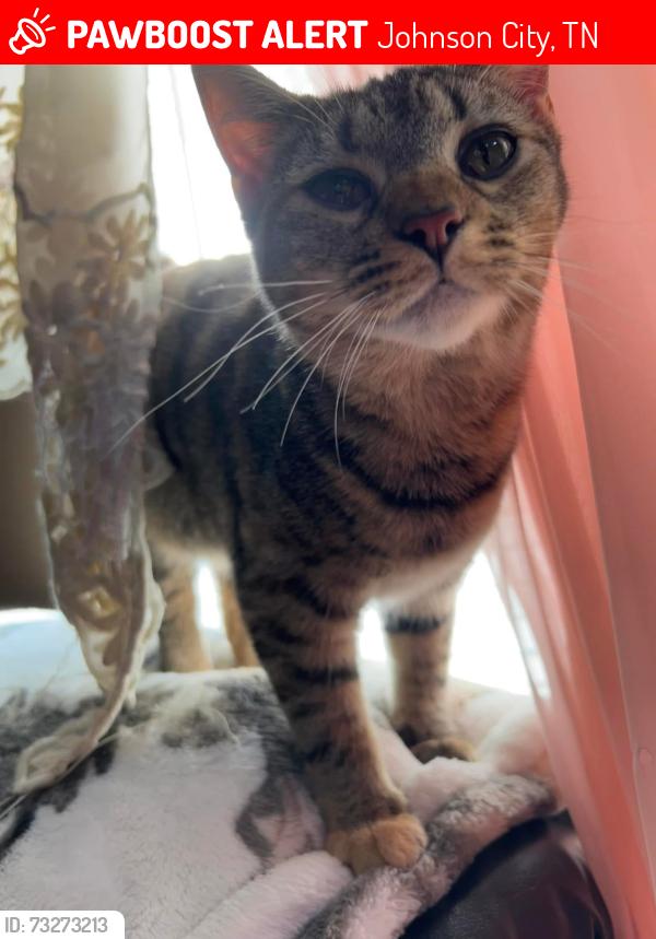 Lost Female Cat last seen Elizabethton Tennessee, Johnson City, TN 37601