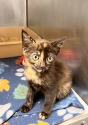 Shelter Stray Female Cat last seen Near Perch Place, New Bern City Limits,, 1639 Old Airport Rd, New Bern, NC 28562, USA