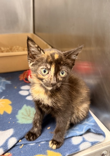 Shelter Stray Female Cat last seen Near Perch Place, New Bern City Limits,, 1639 Old Airport Rd, New Bern, NC 28562, USA