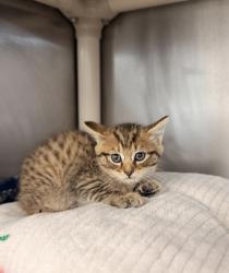 Shelter Stray Female Cat last seen Keener, Bridgeton, NC, 1639 Old Airport Rd, New Bern, NC 28562, USA