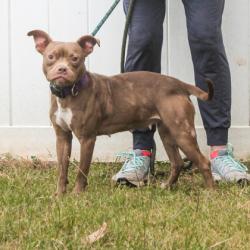 Shelter Stray Female Dog last seen Near Covington Highway, Decatur, GA 30035, 30035, GA, 3280 Chamblee Dunwoody Rd, Chamblee, GA 30341, USA