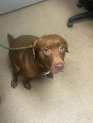 Shelter Stray Female Dog last seen Near Hunters Dr, Stone Mountain, GA 30083, 30083, GA, 3280 Chamblee Dunwoody Rd, Chamblee, GA 30341, USA