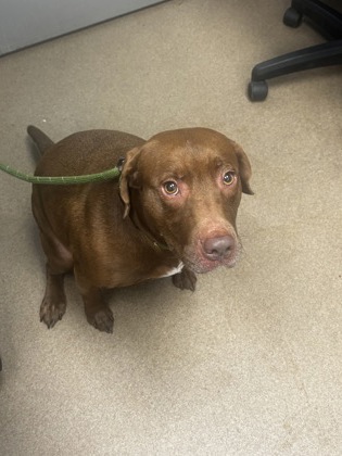 Shelter Stray Female Dog last seen Near Hunters Dr, Stone Mountain, GA 30083, 30083, GA, 3280 Chamblee Dunwoody Rd, Chamblee, GA 30341, USA