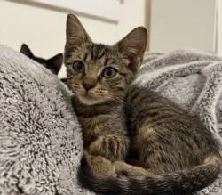 Shelter Stray Female Cat last seen Near Buford Highway NE, Brookhaven 30329, 30329, GA, 3280 Chamblee Dunwoody Rd, Chamblee, GA 30341, USA