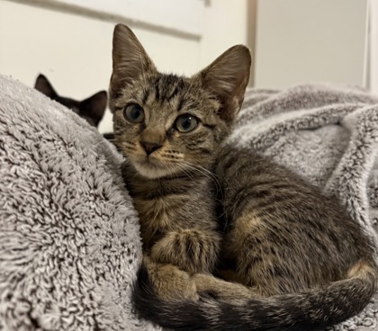 Shelter Stray Female Cat last seen Near Buford Highway NE, Brookhaven 30329, 30329, GA, 3280 Chamblee Dunwoody Rd, Chamblee, GA 30341, USA